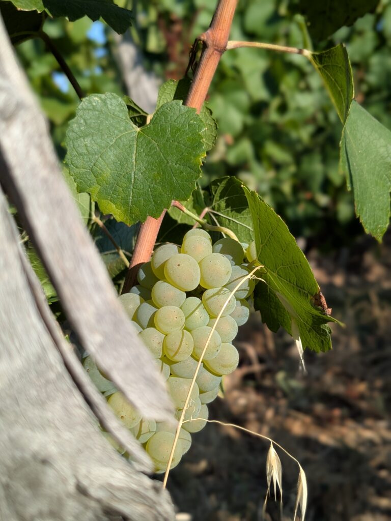 Le chardonnay comme laboratoire bordelais 41 Chardonnay @Joaquim BENAMARA 1