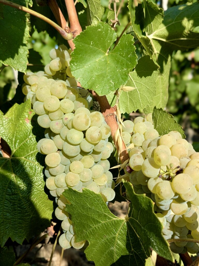 Le chardonnay comme laboratoire bordelais 42 Chardonnay @Joaquim BENAMARA 2