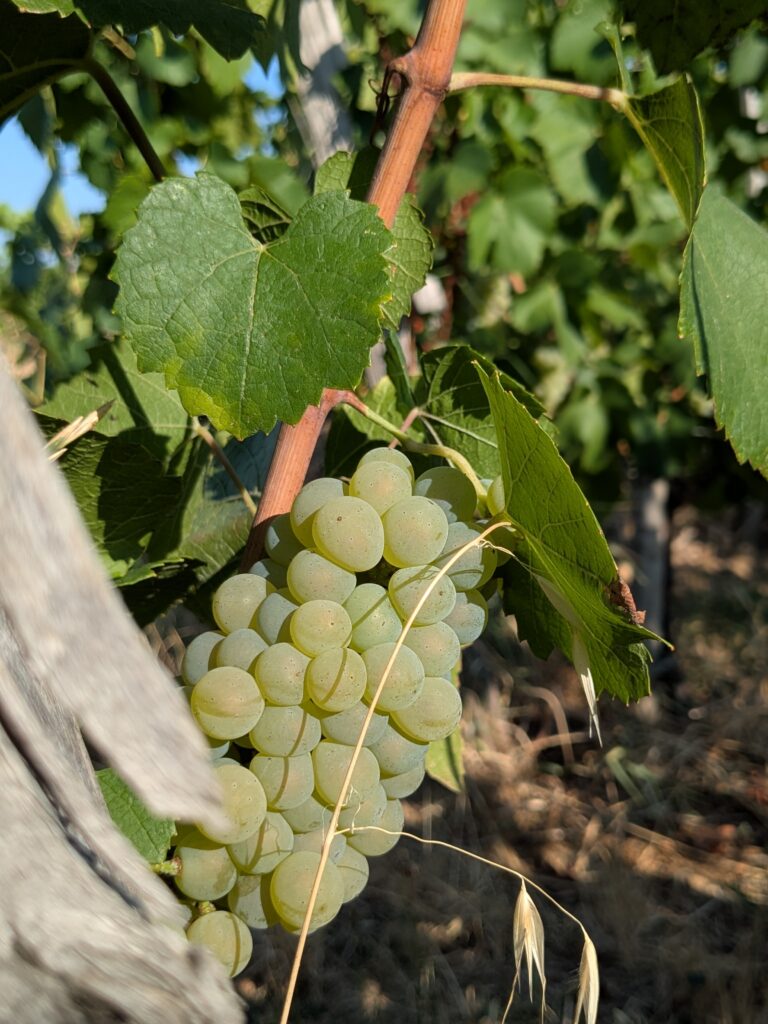 Le chardonnay comme laboratoire bordelais 43 Chardonnay @Joaquim BENAMARA 2