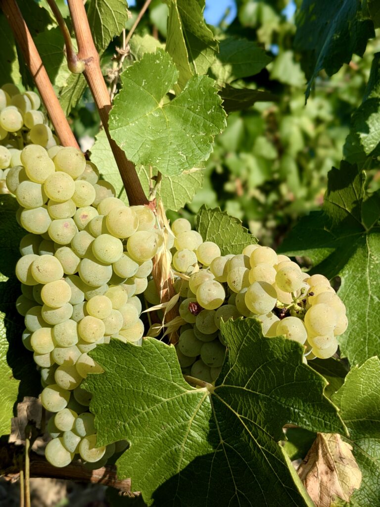 Le chardonnay comme laboratoire bordelais 44 Chardonnay @Joaquim BENAMARA 3