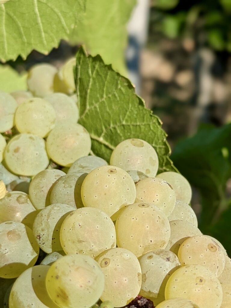 Le chardonnay comme laboratoire bordelais 45 Chardonnay @Joaquim BENAMARA 4
