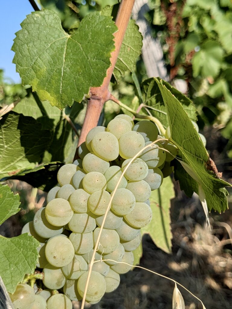 Le chardonnay comme laboratoire bordelais 46 Chardonnay @Joaquim BENAMARA 5