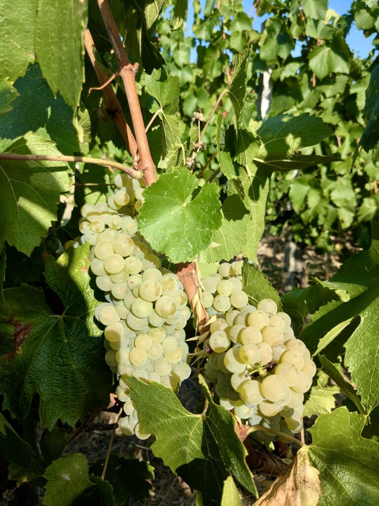 Le chardonnay comme laboratoire bordelais 47 Chardonnay @Joaquim BENAMARA 6