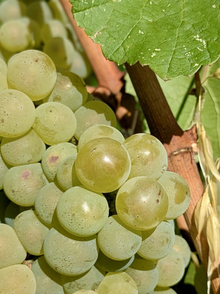 Le chardonnay comme laboratoire bordelais 48 Chardonnay @Joaquim BENAMARA 7