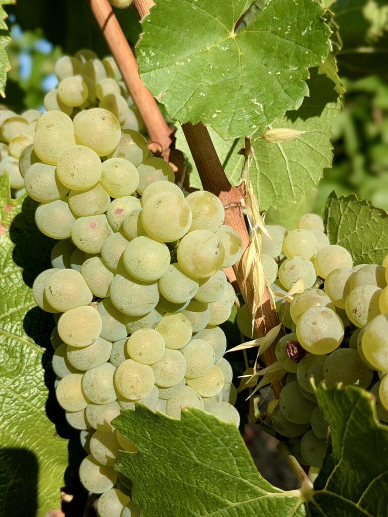 Le chardonnay comme laboratoire bordelais 49 Chardonnay @Joaquim BENAMARA 8