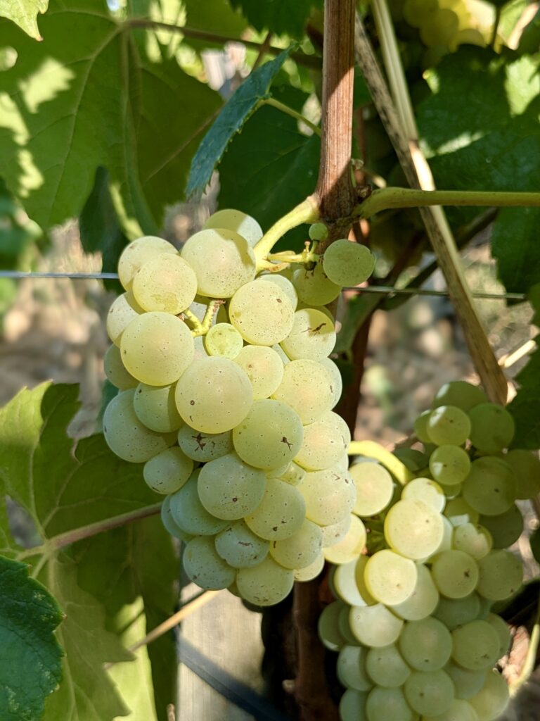 Le chardonnay comme laboratoire bordelais 50 Chardonnay @Joaquim BENAMARA 9