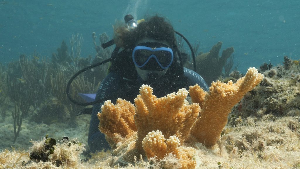 Aux Bahamas, restaurer un récif implique aussi de savoir attendre 25 Hero shot outplanting