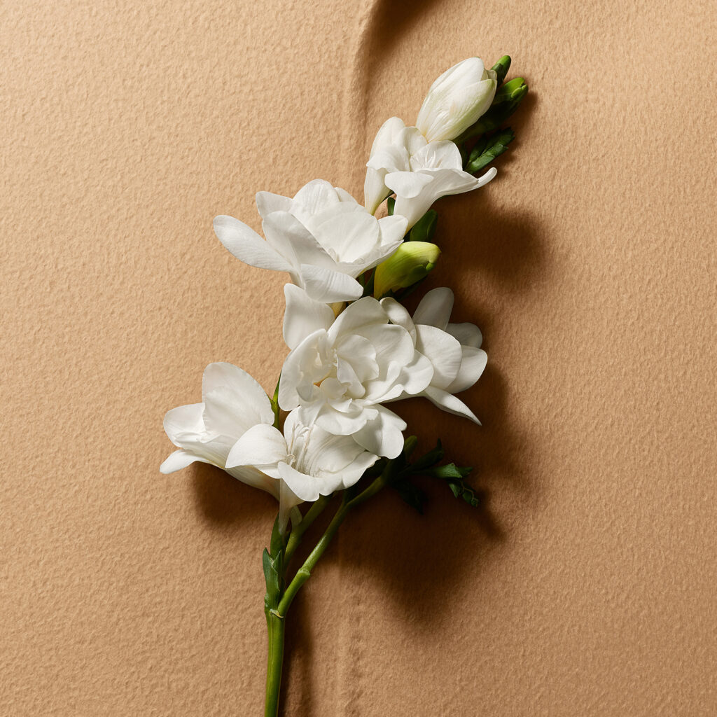 Max Mara habille la peau : la maison signe son premier parfum 132 MM LE PARFUM EDP 2026 Digital E retail SOLO INGREDIENT TUBEROSE sRGB 2000x2000 300DPI