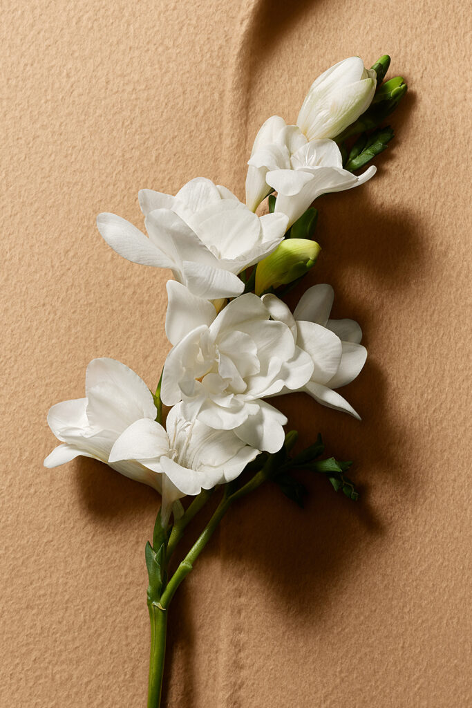 Max Mara habille la peau : la maison signe son premier parfum 49 MM LE PARFUM EDP 2026 Digital E retail SOLO INGREDIENT TUBEROSE sRGB 2x3 300DPI