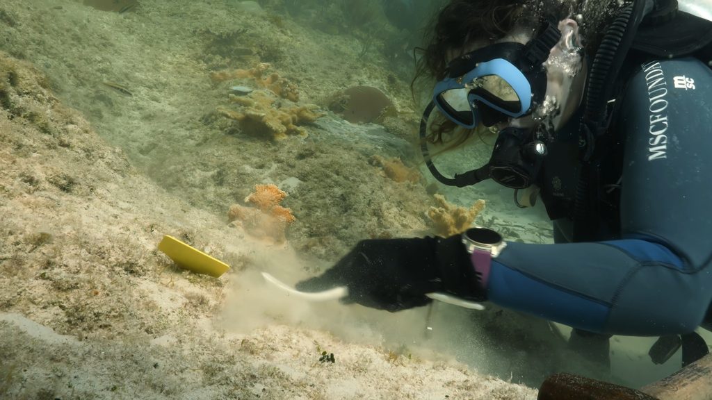 Aux Bahamas, restaurer un récif implique aussi de savoir attendre 26 Outplanting 1