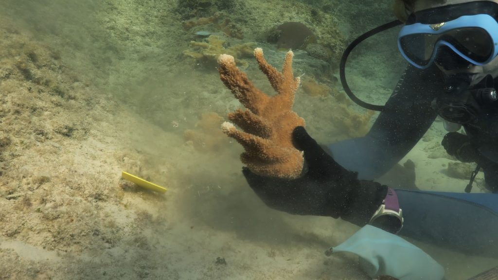 Aux Bahamas, restaurer un récif implique aussi de savoir attendre 27 Outplanting 2