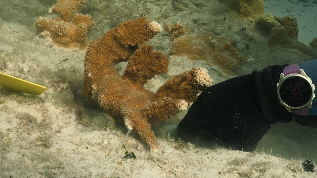 Aux Bahamas, restaurer un récif implique aussi de savoir attendre 28 Outplanting 3