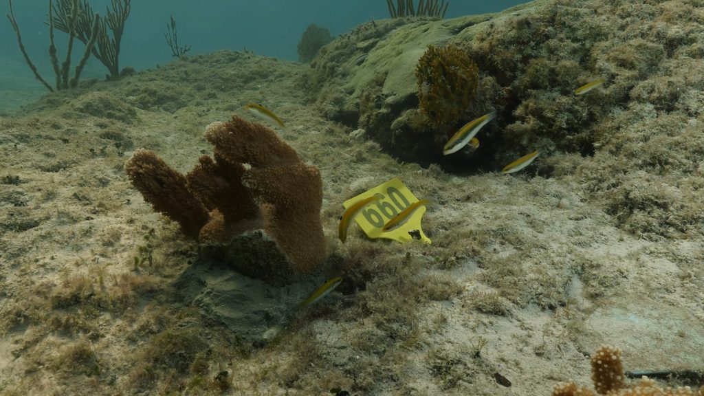Aux Bahamas, restaurer un récif implique aussi de savoir attendre 29 Outplanting 4