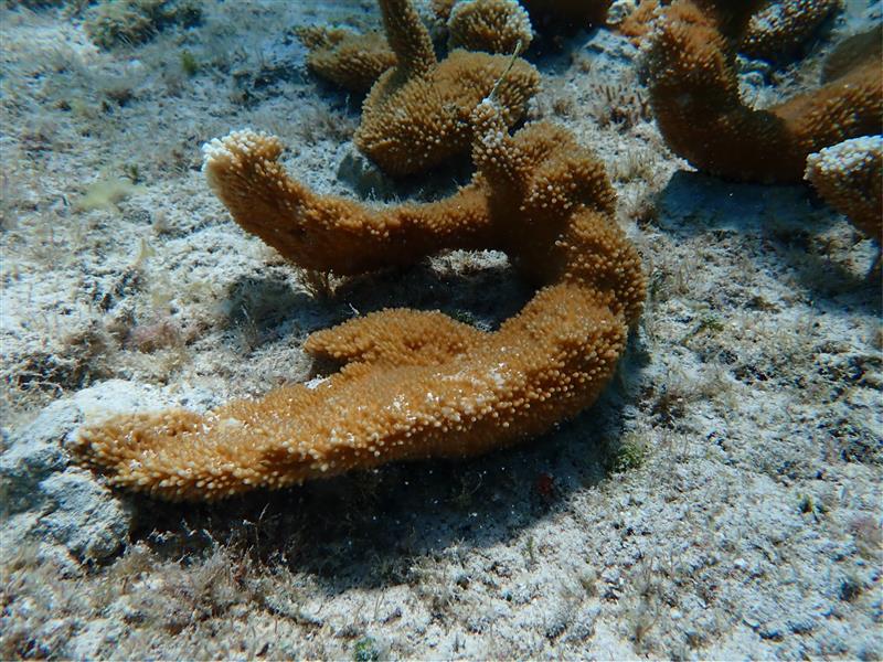 Aux Bahamas, restaurer un récif implique aussi de savoir attendre 30 Outplanting 5