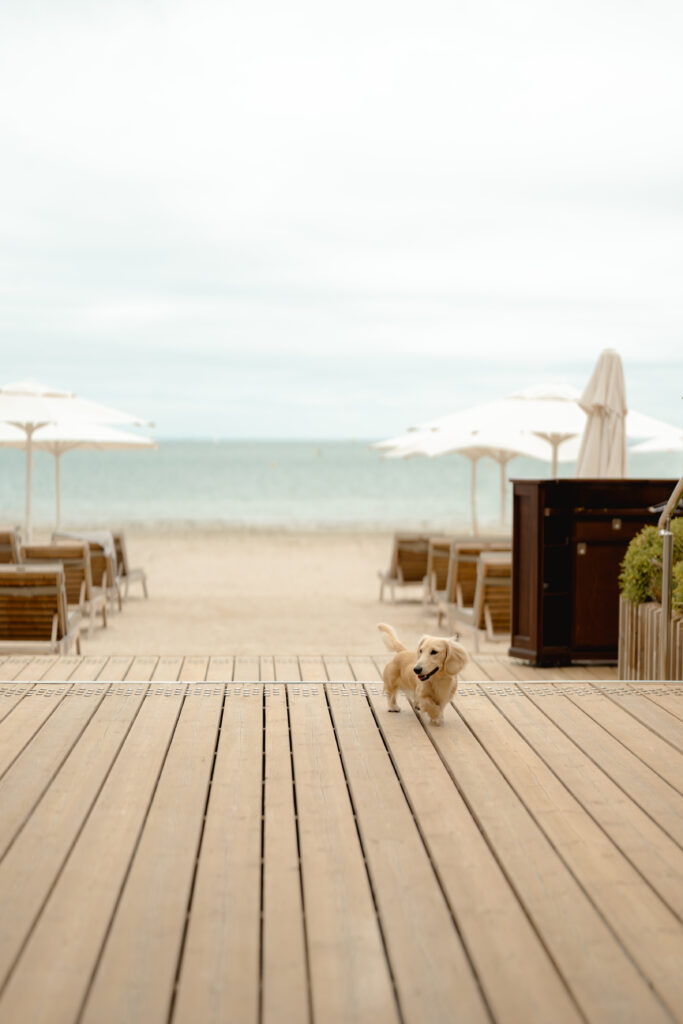 À La Baule, l'Hermitage fête un siècle en misant sur la longévité plutôt que la nostalgie 143 Resort Barriere La Baule chien
