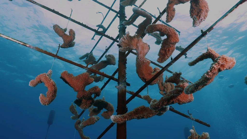 Aux Bahamas, restaurer un récif implique aussi de savoir attendre 31 Underwater Nursery