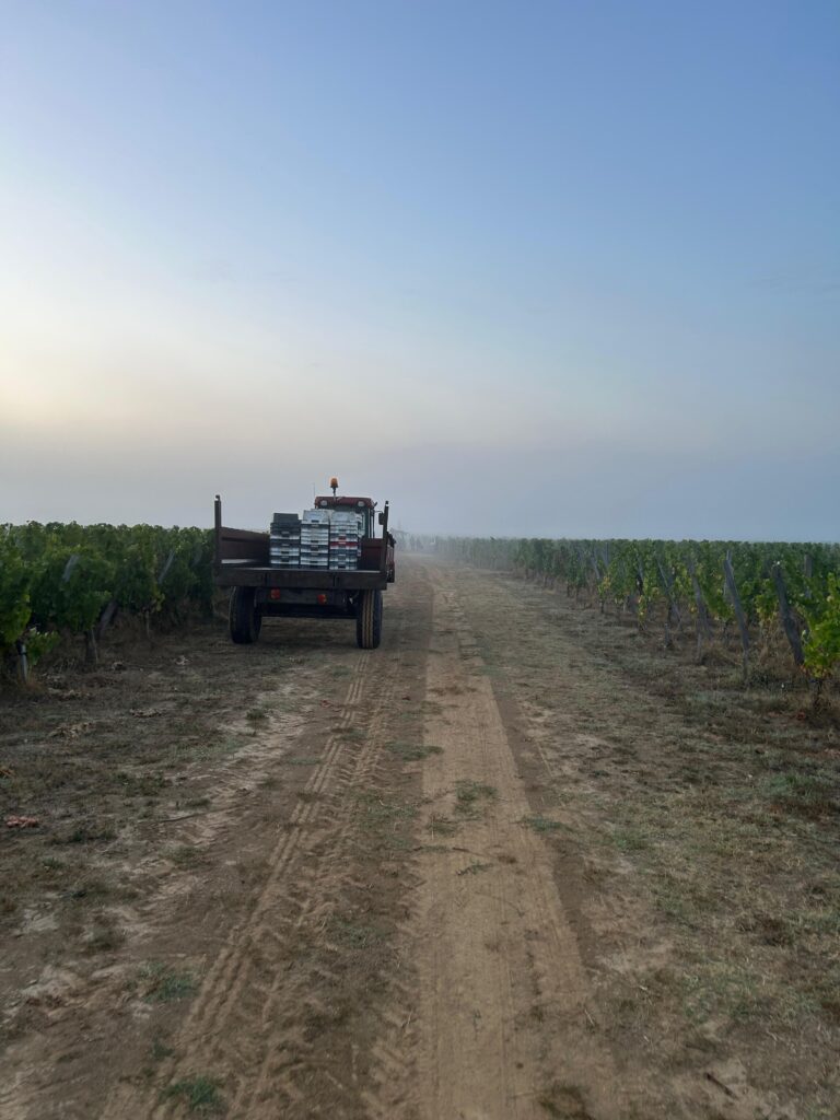 Le chardonnay comme laboratoire bordelais 27 Vendanges Chardonnay @Tiphanie BONDU 1
