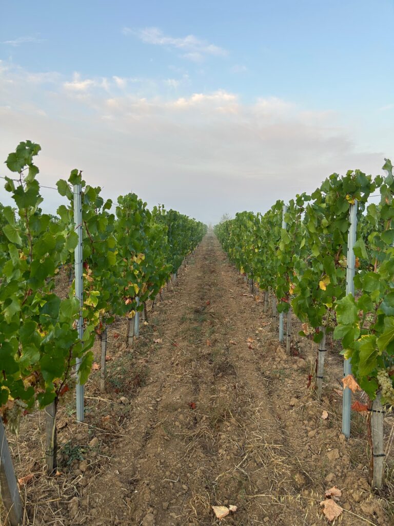 Le chardonnay comme laboratoire bordelais 36 Vendanges Chardonnay @Tiphanie BONDU 10