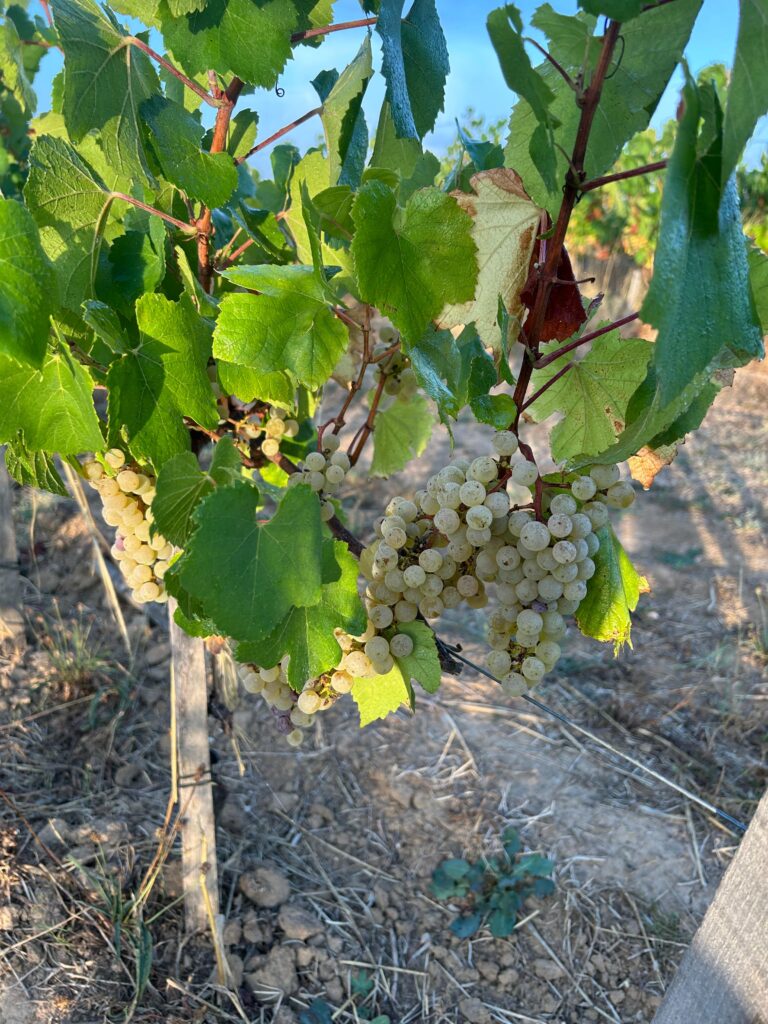 Le chardonnay comme laboratoire bordelais 37 Vendanges Chardonnay @Tiphanie BONDU 11