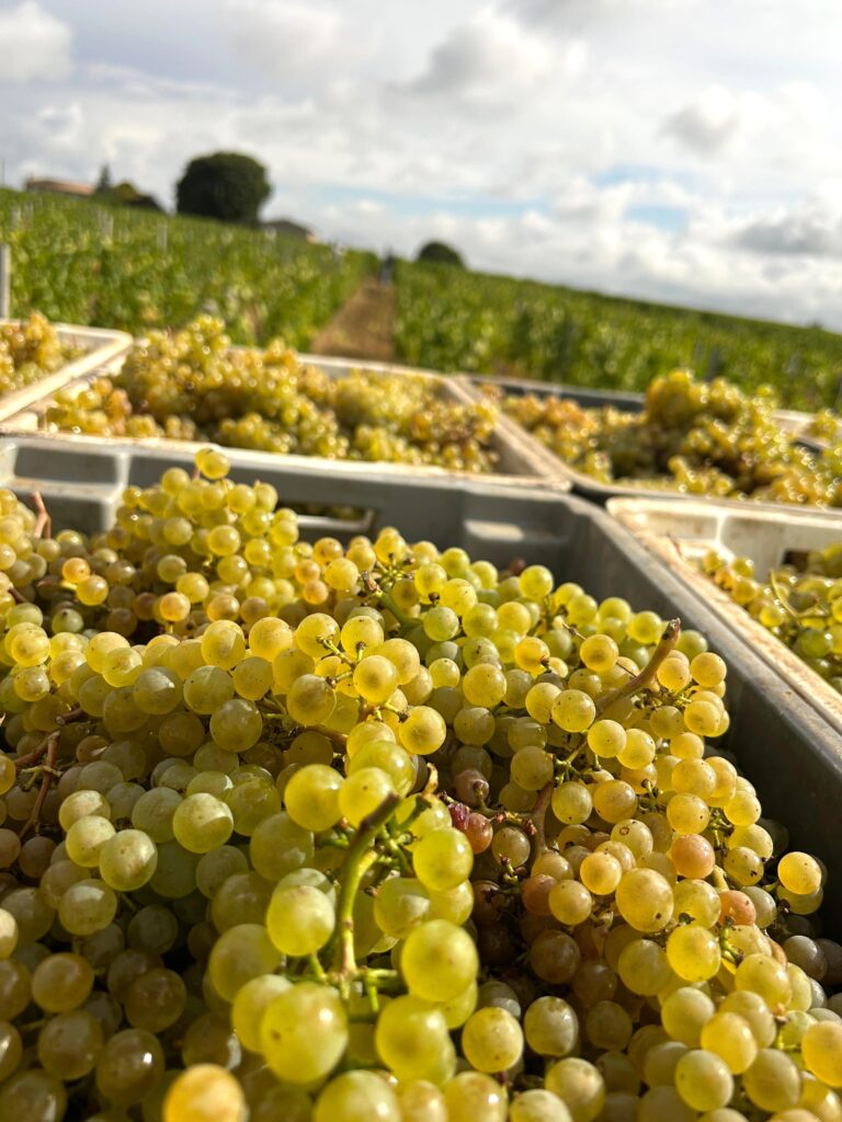 Le chardonnay comme laboratoire bordelais 38 Vendanges Chardonnay @Tiphanie BONDU 12