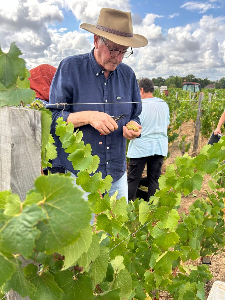 Le chardonnay comme laboratoire bordelais 39 Vendanges Chardonnay @Tiphanie BONDU 13