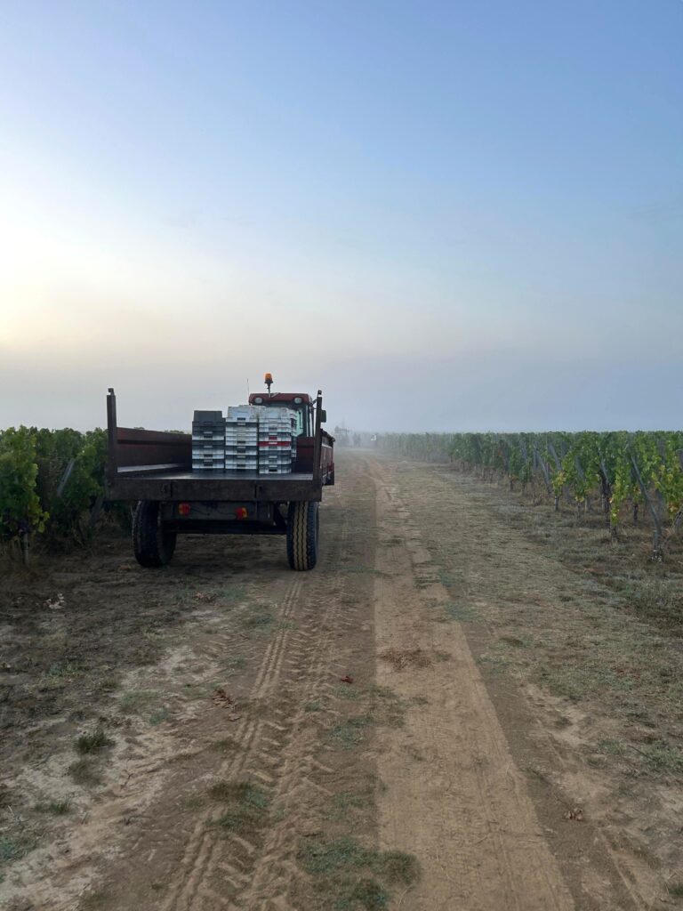 Le chardonnay comme laboratoire bordelais 28 Vendanges Chardonnay @Tiphanie BONDU 2