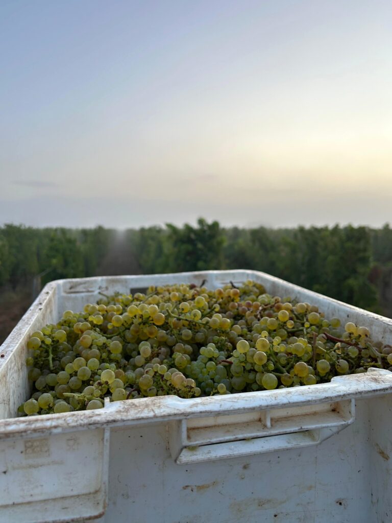 Le chardonnay comme laboratoire bordelais 29 Vendanges Chardonnay @Tiphanie BONDU 3