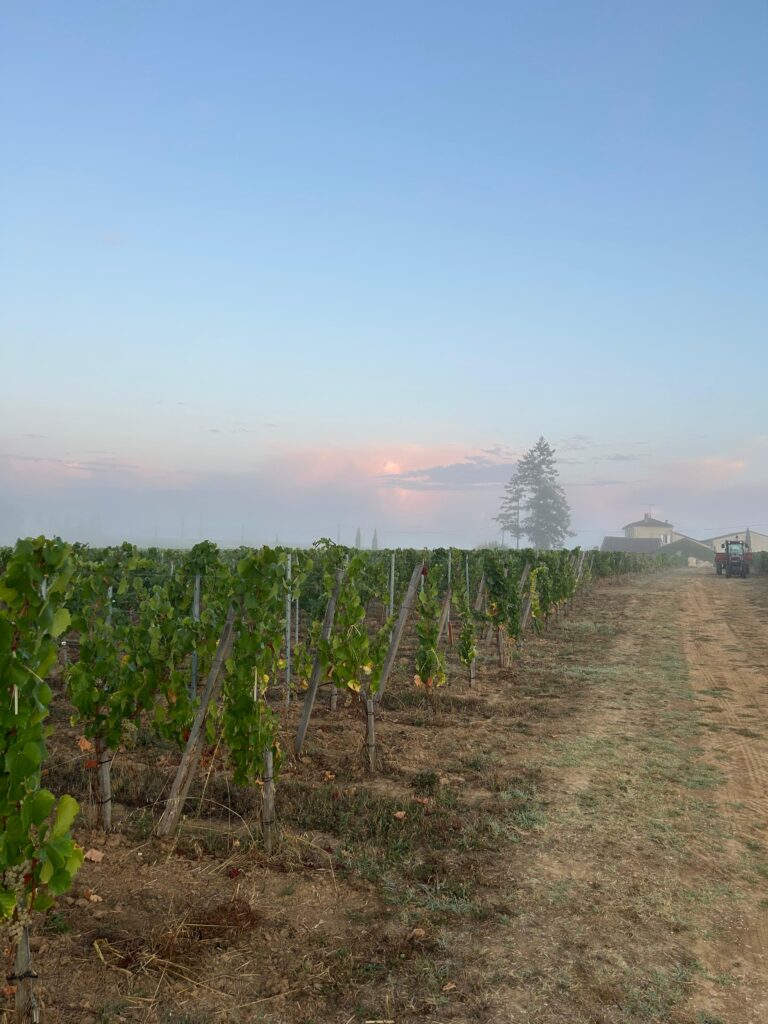 Le chardonnay comme laboratoire bordelais 30 Vendanges Chardonnay @Tiphanie BONDU 4