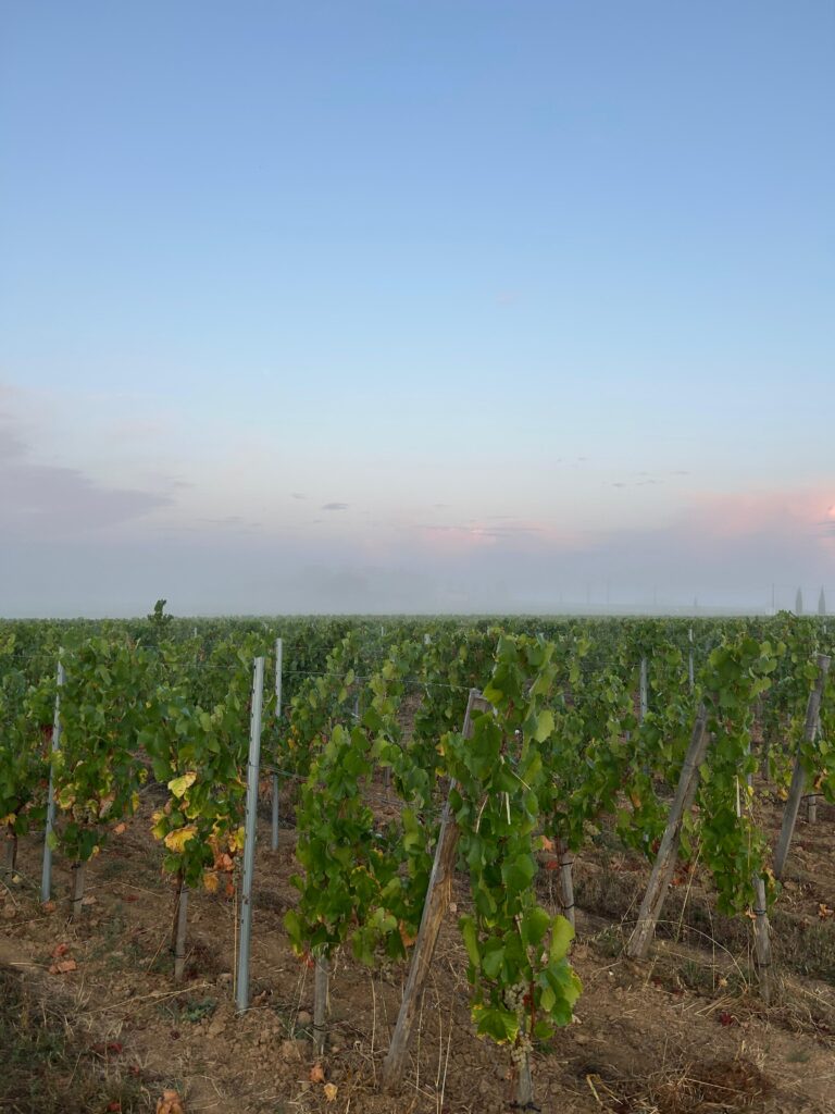 Le chardonnay comme laboratoire bordelais 31 Vendanges Chardonnay @Tiphanie BONDU 5