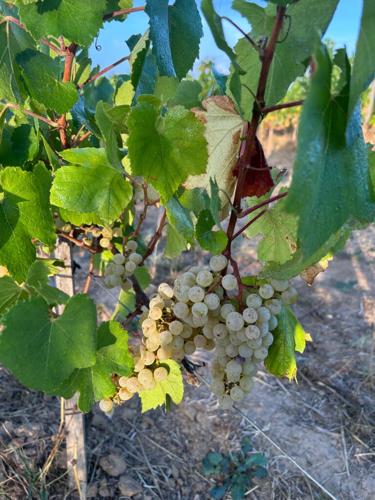 Le chardonnay comme laboratoire bordelais 33 Vendanges Chardonnay @Tiphanie BONDU 7