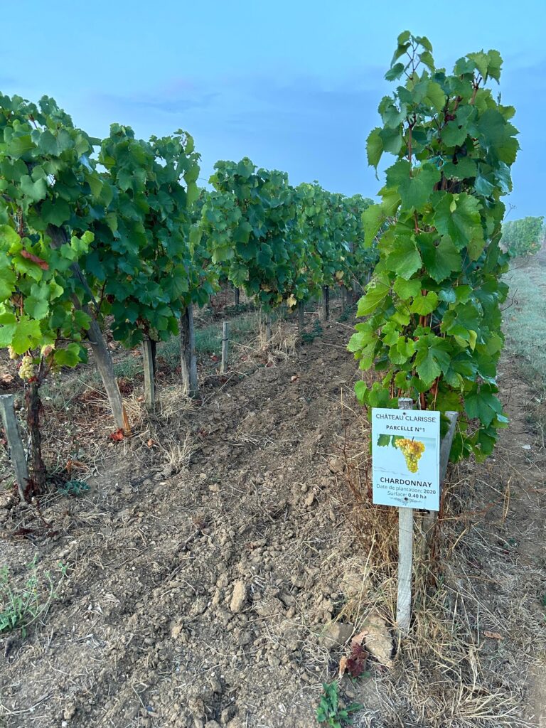 Le chardonnay comme laboratoire bordelais 34 Vendanges Chardonnay @Tiphanie BONDU 8