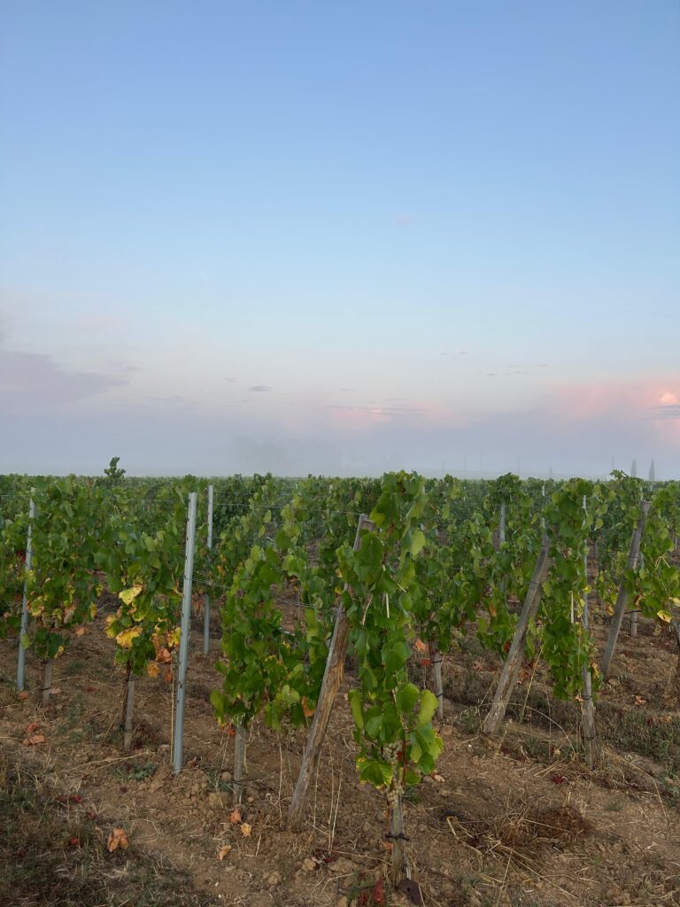 Le chardonnay comme laboratoire bordelais 35 Vendanges Chardonnay @Tiphanie BONDU 9
