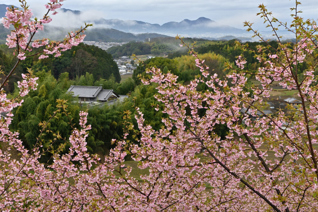 Avant Kyoto, avant Nara : le Japon retrouve son premier visage à Asuka 77 明日香路を写そう写真コンクール15