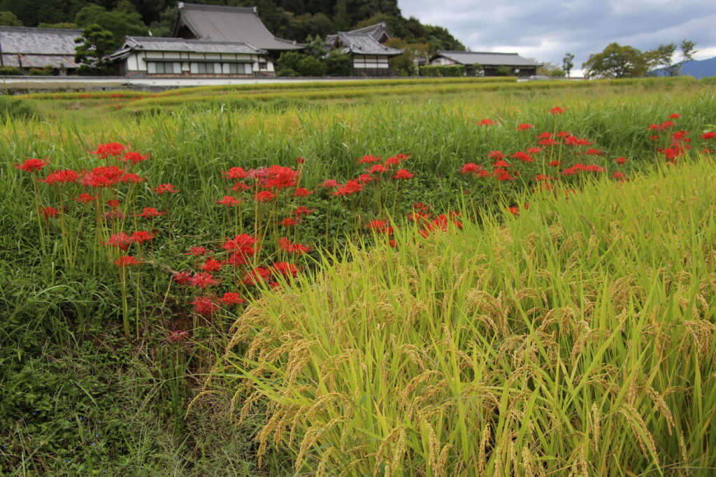 Avant Kyoto, avant Nara : le Japon retrouve son premier visage à Asuka 80 明日香路を写そう写真コンクール18