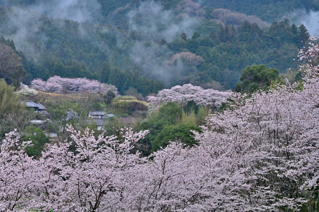Avant Kyoto, avant Nara : le Japon retrouve son premier visage à Asuka 90 明日香路を写そう写真コンクール28