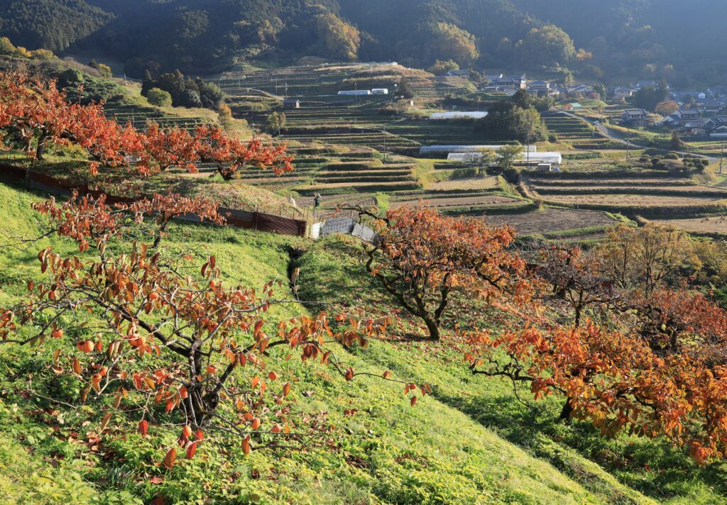 Avant Kyoto, avant Nara : le Japon retrouve son premier visage à Asuka 100 明日香路を写そう写真コンクール38