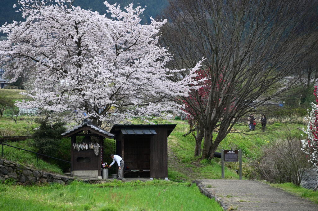 Avant Kyoto, avant Nara : le Japon retrouve son premier visage à Asuka 101 明日香路を写そう写真コンクール39
