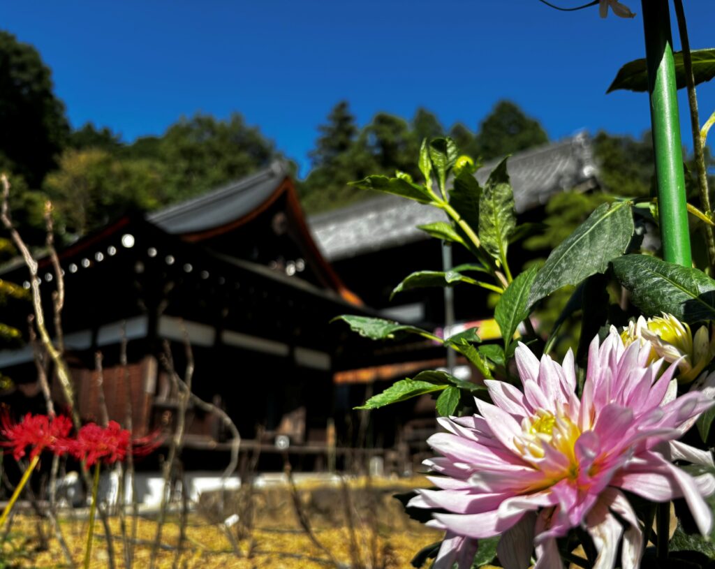 Avant Kyoto, avant Nara : le Japon retrouve son premier visage à Asuka 107 明日香路を写そう写真コンクール45