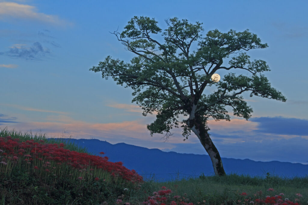 Avant Kyoto, avant Nara : le Japon retrouve son premier visage à Asuka 71 明日香路を写そう写真コンクール9