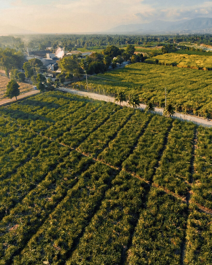 Barbancourt retourne en Charente pour retrouver son propre geste fondateur 29 Barbancourt Sugarcanefield4x5