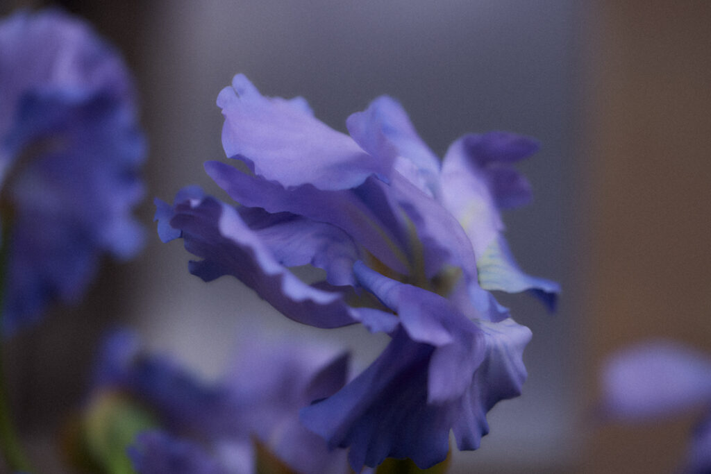 Creed Iris Debonair : la lavande anglaise et l'iris des Landes se répondent 29 Creed Iris Debonair Ingredients 02 Digital 3x2 1