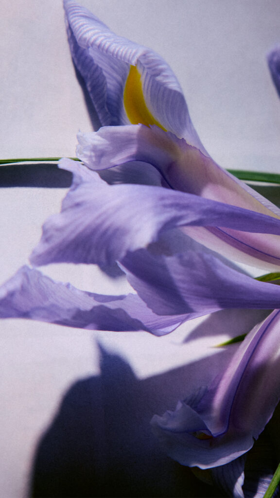 Creed Iris Debonair : la lavande anglaise et l'iris des Landes se répondent 30 Creed Iris Debonair Ingredients 03 Digital 9x16 1
