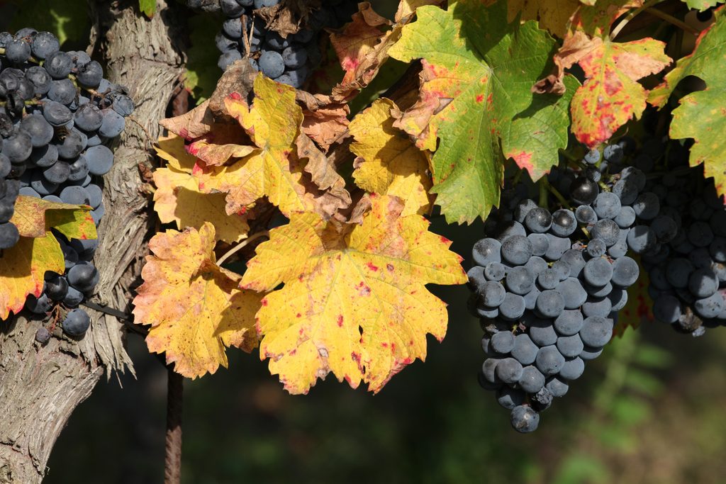 Vallée d'Aoste : l'automne, saison discrète des Alpes italiennes 32 VALLE D AOSTA Grappoli uva autunno foto Enrico Romanzi 0694