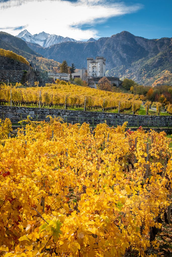 Vallée d'Aoste : l'automne, saison discrète des Alpes italiennes 37 Vignes chateau d Aymavilles ©Vallee d Aoste Tourisme