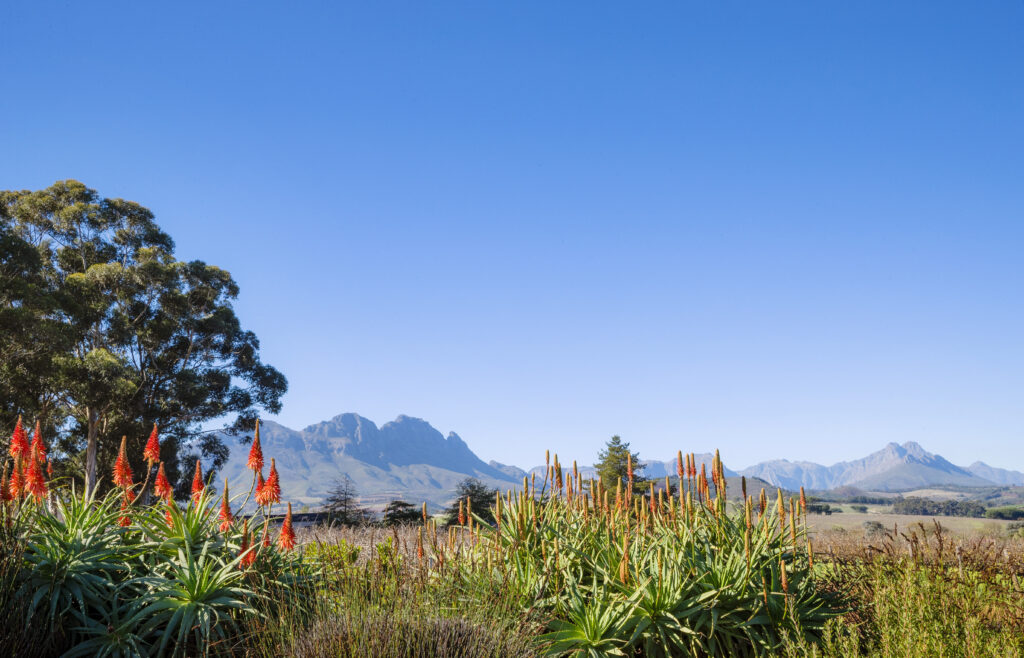 Le Cap, puis Shamwari : l'itinéraire City & Safari de Kerzner 41 OO CapeTown Wine Lands Simonsig View Landscape 1920 MASTER