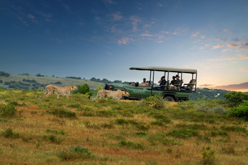 Le Cap, puis Shamwari : l'itinéraire City & Safari de Kerzner 77 Shamwari Private Game Reserve Cheetah