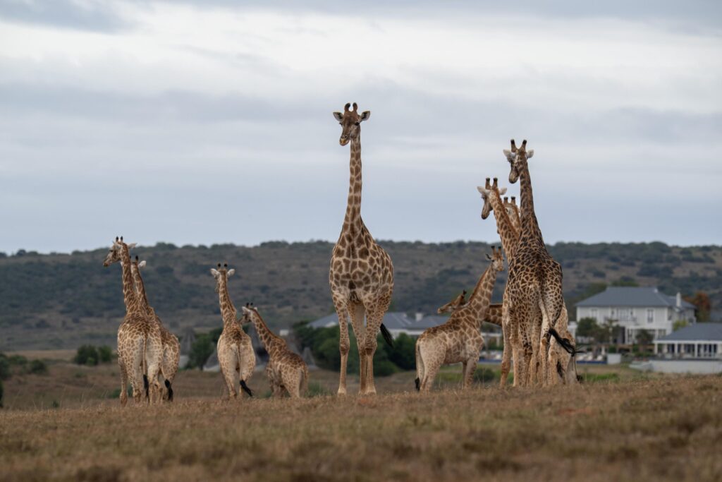 Le Cap, puis Shamwari : l'itinéraire City & Safari de Kerzner 63 Shamwari Private Game Reserve Giraffe