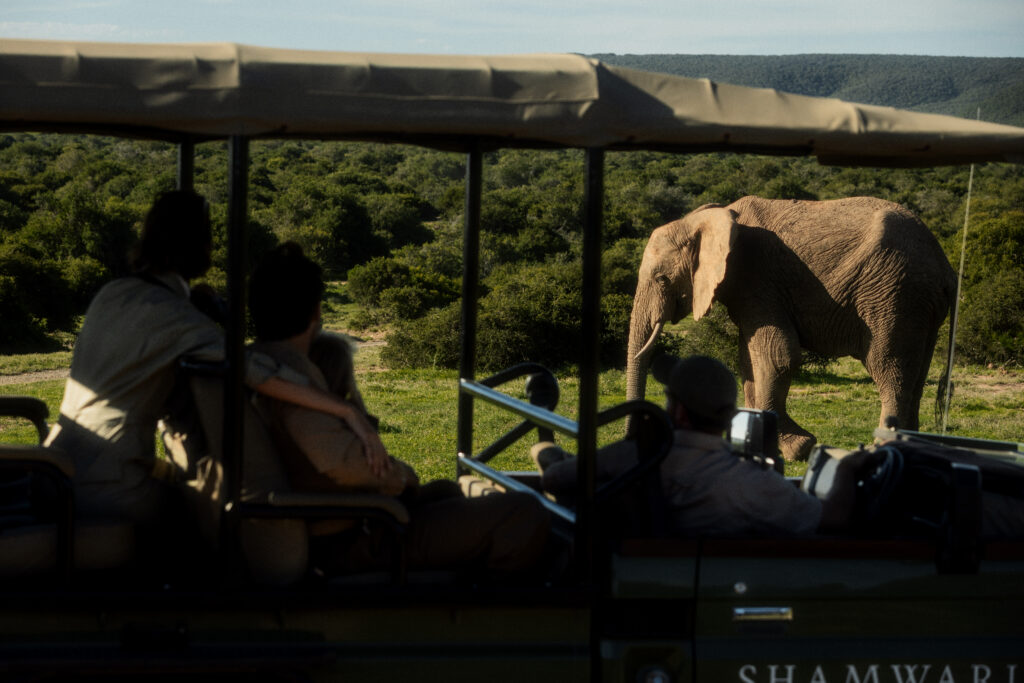 Le Cap, puis Shamwari : l'itinéraire City & Safari de Kerzner 58 Shamwari Private Game Reserve High Res 032026 0254