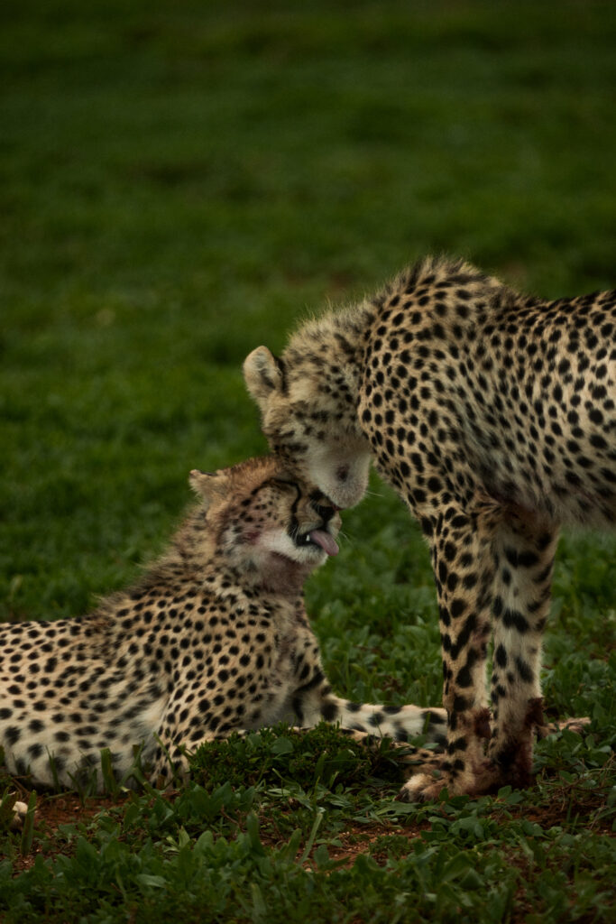Le Cap, puis Shamwari : l'itinéraire City & Safari de Kerzner 57 Shamwari Private Game Reserve High Res 032026 0320