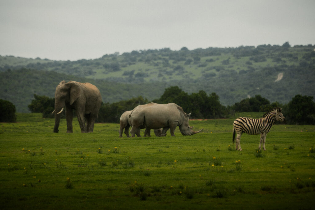 Le Cap, puis Shamwari : l'itinéraire City & Safari de Kerzner 79 Shamwari Private Game Reserve High Res 032026 0349
